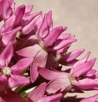 Asclepias purpurascens image